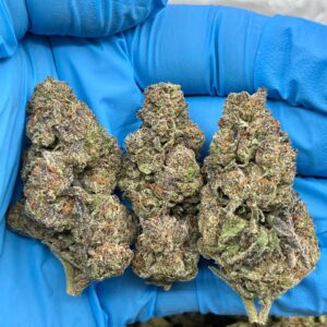 ANIMAL COOKIES - AL514AC
