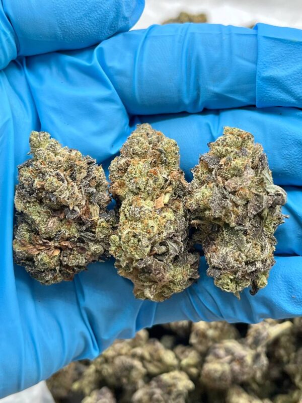 GMO COOKIES BREAKDOWN - BUG512GM