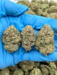 STRAWBERRY SHORTCAKE - HT507SS