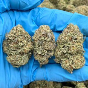 STRAWBERRY SHORTCAKE - HT507SS