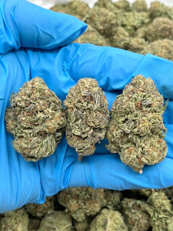 STRAWBERRY SHORTCAKE - HT507SS