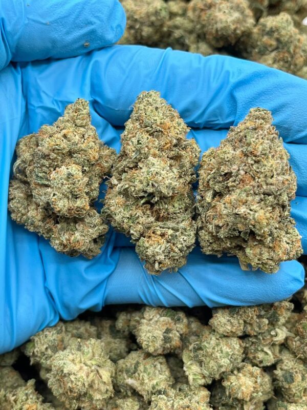 KHALIFA KUSH OG - JL619KL