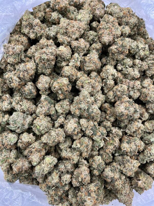 KHALIFA KUSH OG - JL619KL
