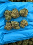 LEMON BERRY SMALLS - LB205