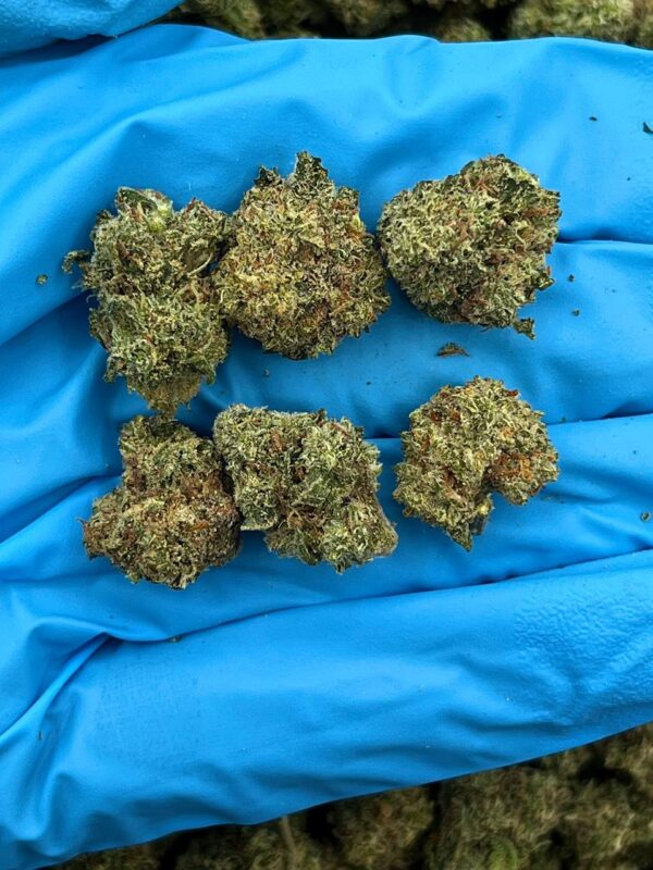 LEMON BERRY SMALLS - LB205