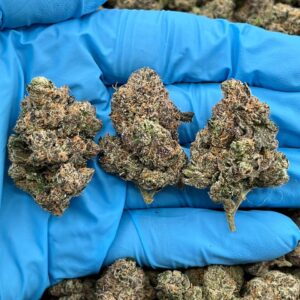 GUSHERS - LK520G4