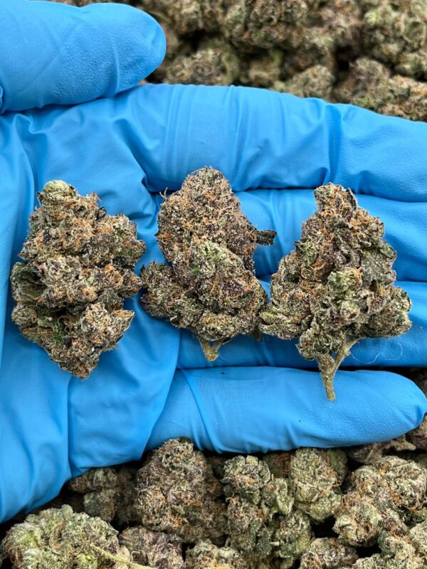 GUSHERS - LK520G4