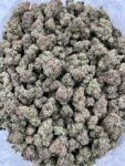 GUSHERS - LK520G4