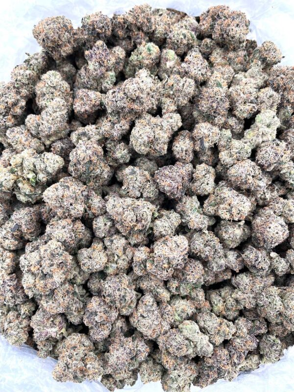 CREAMSICLE CRUSH - LK616C7