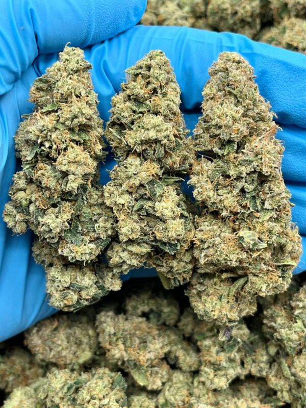 ORANGE CREAM - LK616OG