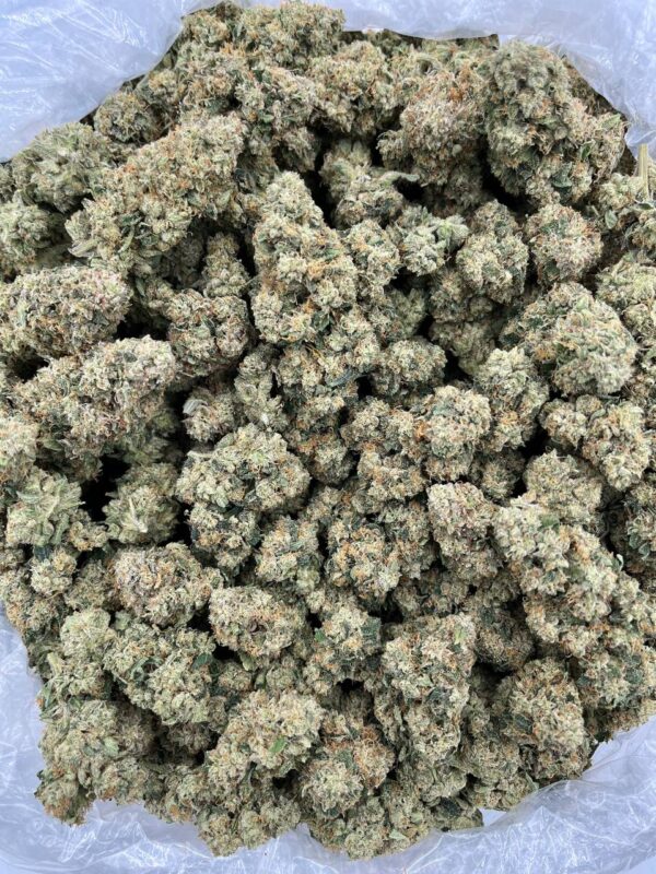 ORANGE CREAM - LK616OG