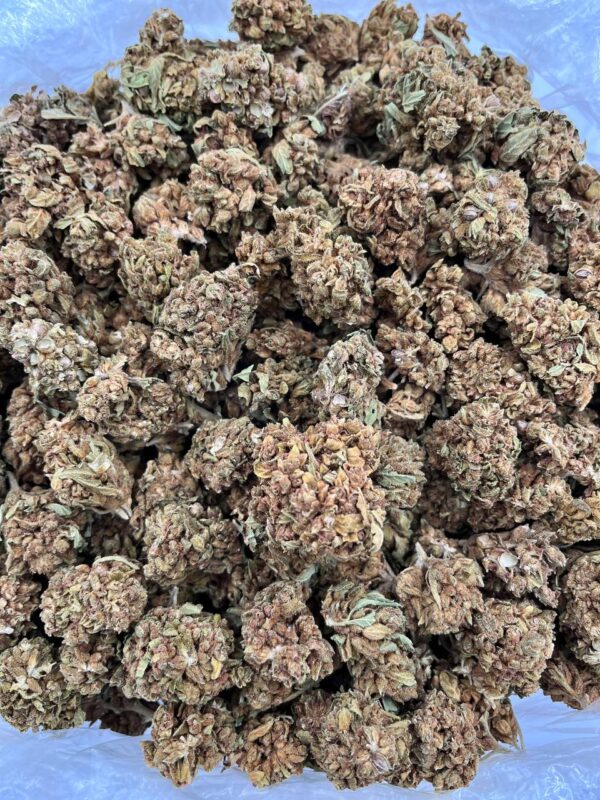ARCTIC KUSH - ML206A