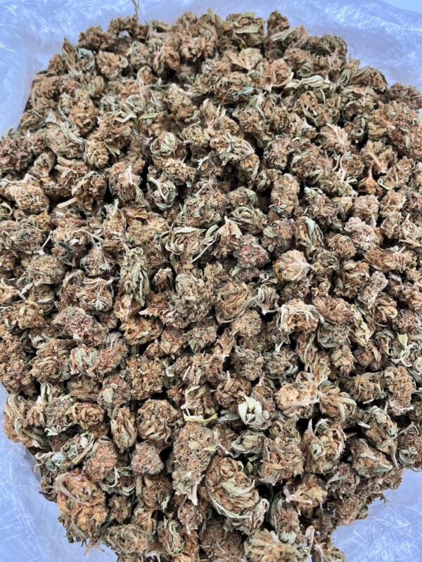 BUBBLEGUM SMALLS - ML206B