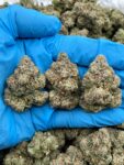 ZOOKIES - PH605ZK