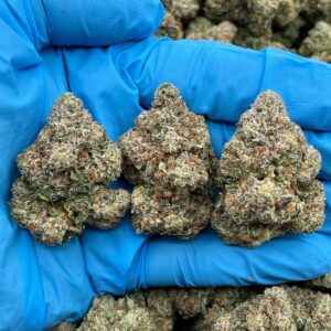 ZOOKIES - PH605ZK