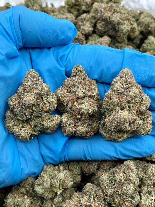 ZOOKIES - PH605ZK