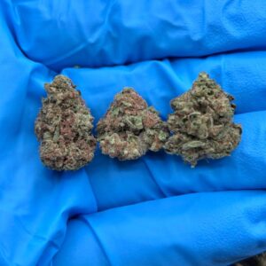 GELATO BELTZ SMALLS - PY331GB