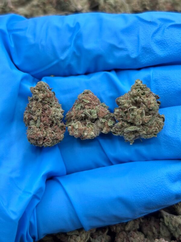 GELATO BELTZ SMALLS - PY331GB