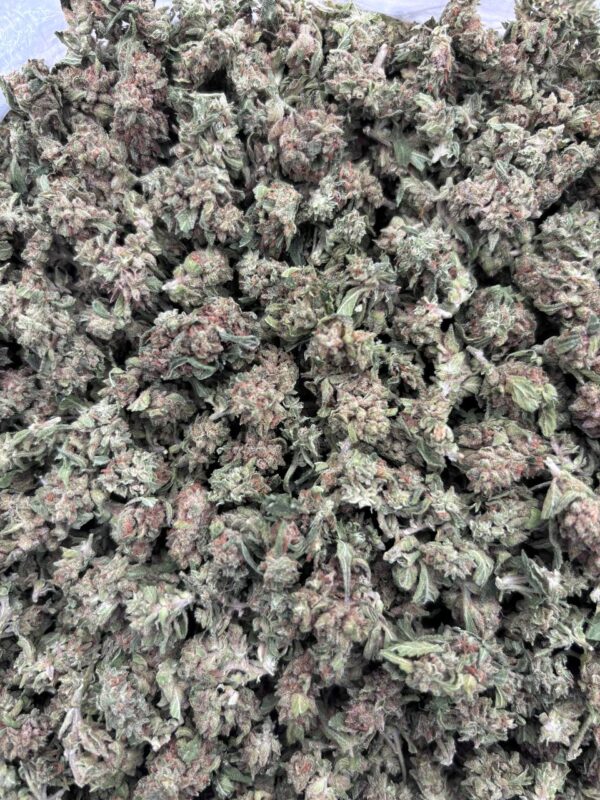 OREO COOKIES - SK1009OZ