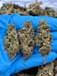 LEMON CHERRY HAZE - TY408LCH
