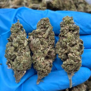 LEMON CHERRY HAZE - TY408LCH