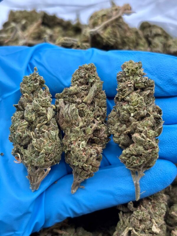 LEMON CHERRY HAZE - TY408LCH