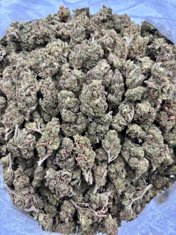 LEMON CHERRY HAZE - TY408LCH