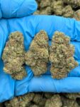 GUAVA CUSTARD - TY622GC