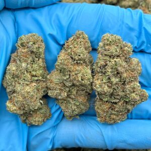 GUAVA CUSTARD - TY622GC