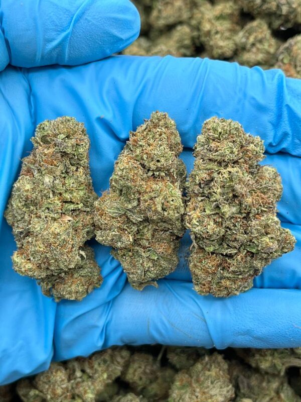 GUAVA CUSTARD - TY622GC