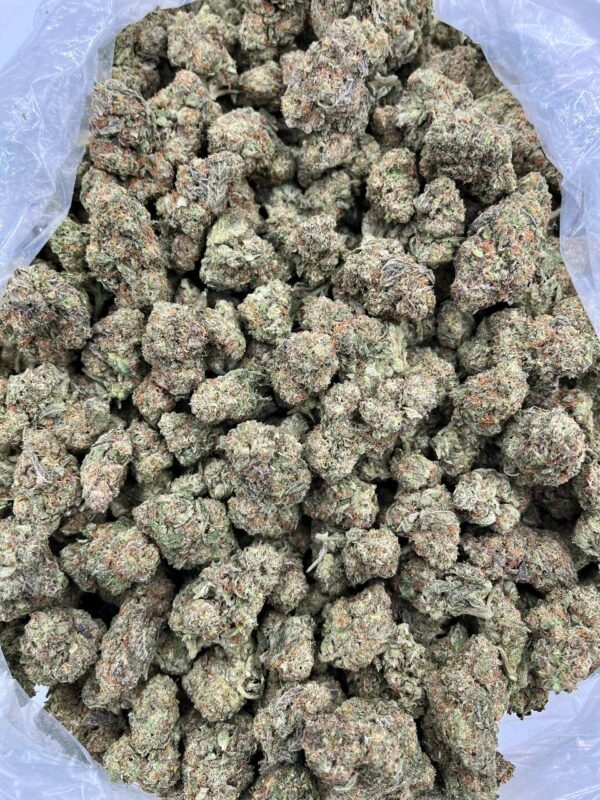 GUAVA CUSTARD - TY622GC