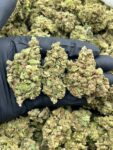 ANIMAL COOKIES - CF715NA
