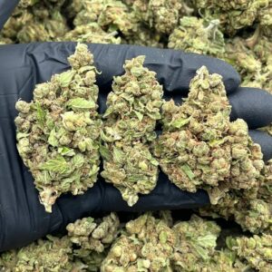 ANIMAL COOKIES - CF715NA