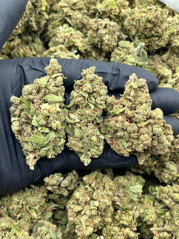 ANIMAL COOKIES - CF715NA