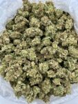 ANIMAL COOKIES - CF715NA