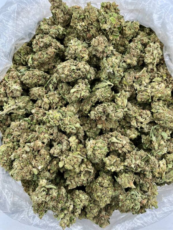 ANIMAL COOKIES - CF715NA