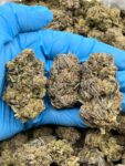 SUGAR COOKIES - BREAKDOWN - RC701PL