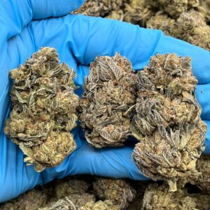 SUGAR COOKIES - BREAKDOWN - RC701PL