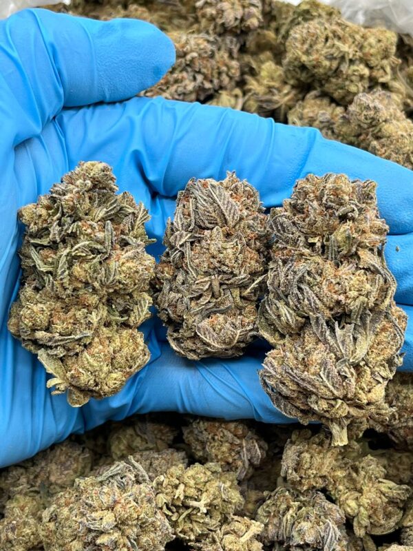 SUGAR COOKIES - BREAKDOWN - RC701PL