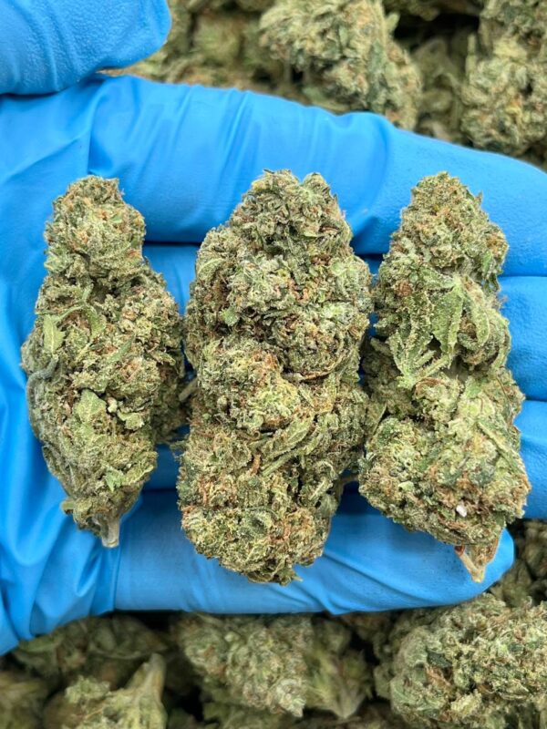 WHITE GRAPEFRUIT - TY713CG