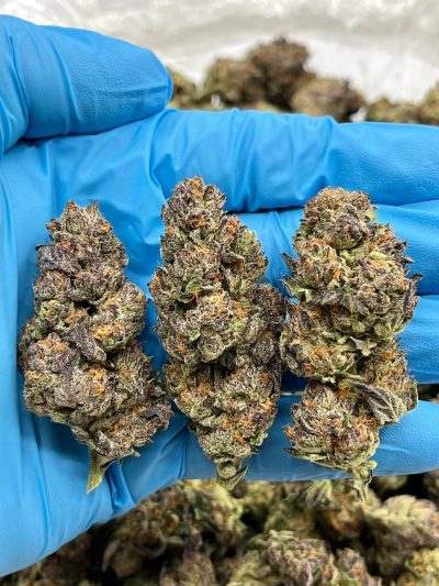 PURPLE DRANK - AL514PD data-visibility="visible"