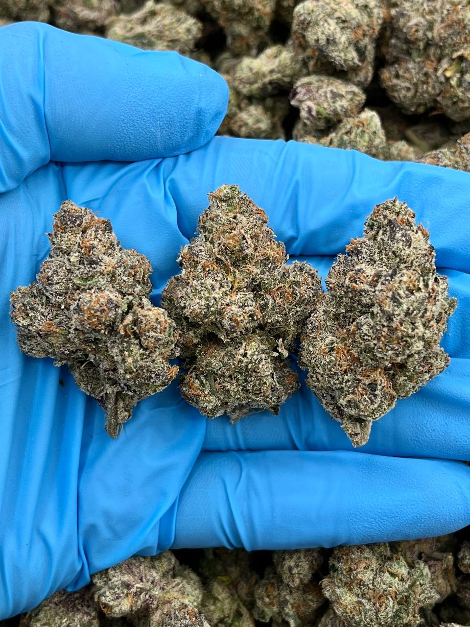 PURPLE RAIN - JL601PR