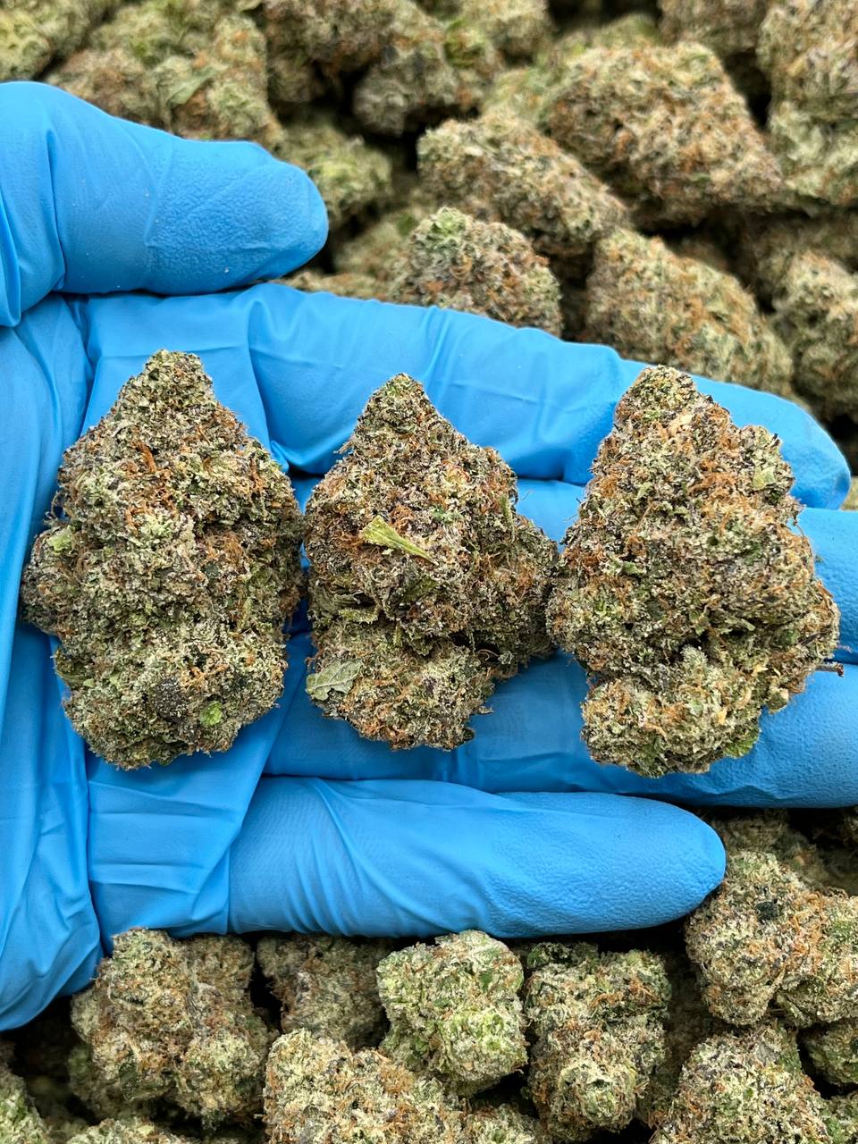 LEMON CRUMBLE - JL603LC4