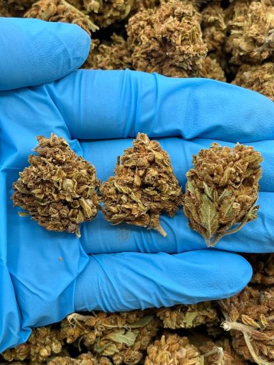 ARCTIC KUSH - ML206A data-visibility="visible"