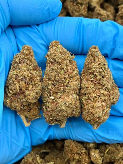 ELIXIR HAZE - ML206E data-visibility="visible"