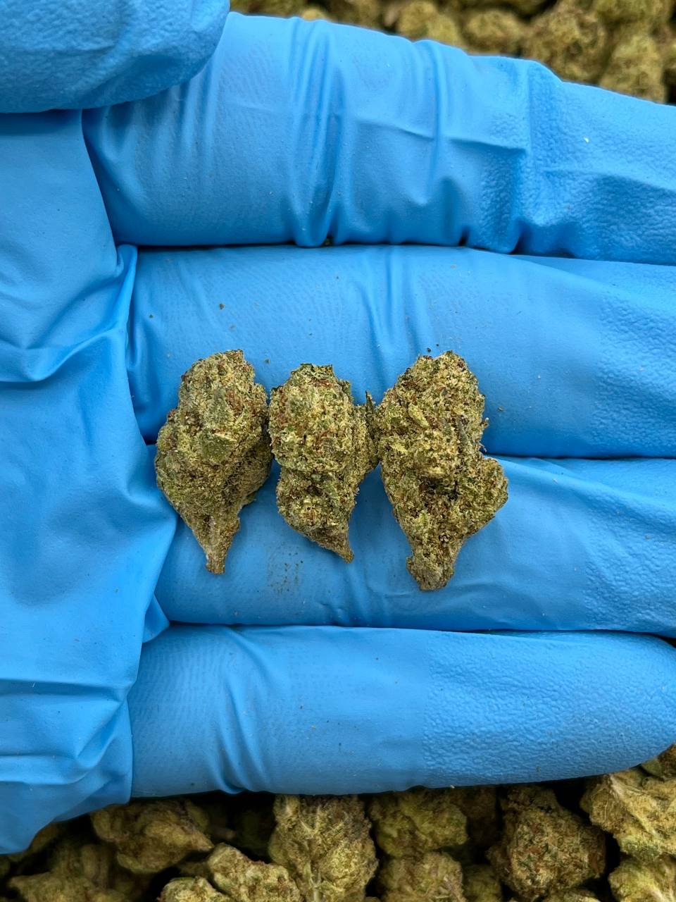 GAS LORD SMALLS - PY313GL