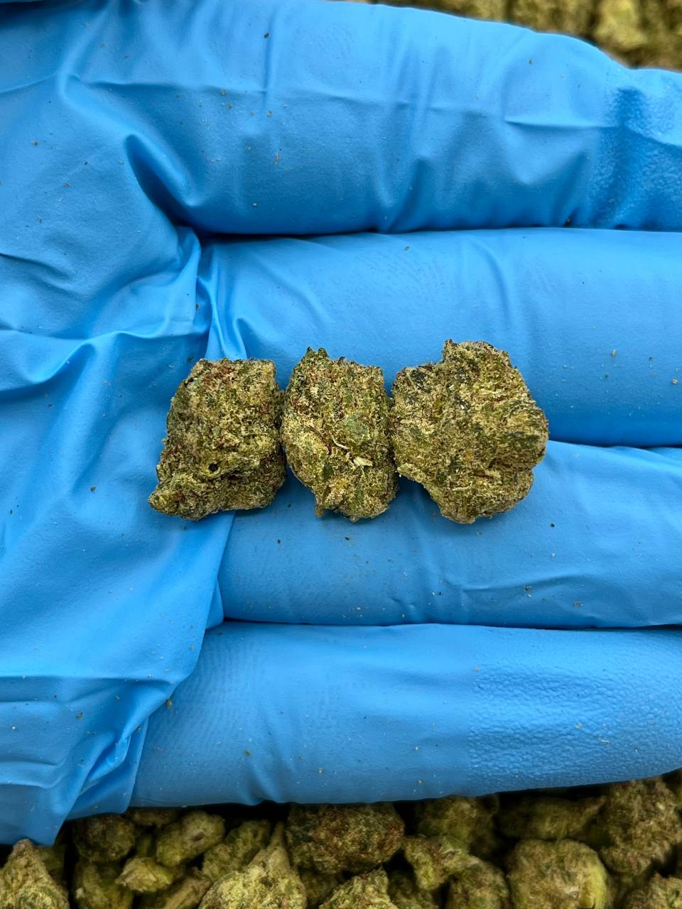 LAVA CAKE SMALLS - PY313LC